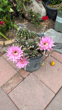 Pink cactus