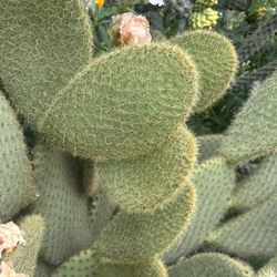 Free Cactus Cuttings (both Plants) 