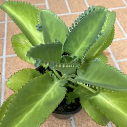 Kalanchoes pinnata - Mother Of Thousands 🪴