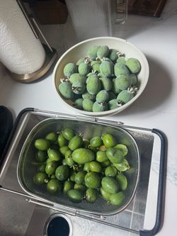 Fresh Feijoas (Pineapple guava) $10 per pound