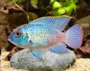 Aquarium freshwater decor Acara