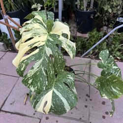 Monstera Thai Cons