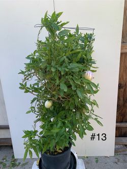 #13- Pepino Melon Plant 人参果樹