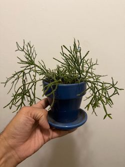Rhipsalis Mistletoe Cactus 🌵 Established Trailing Plant + Ceramic Pot