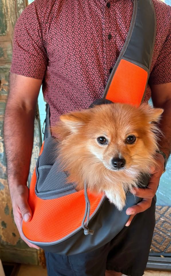 Small Dog Sling