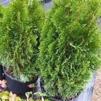Emerald Green Arborvitae