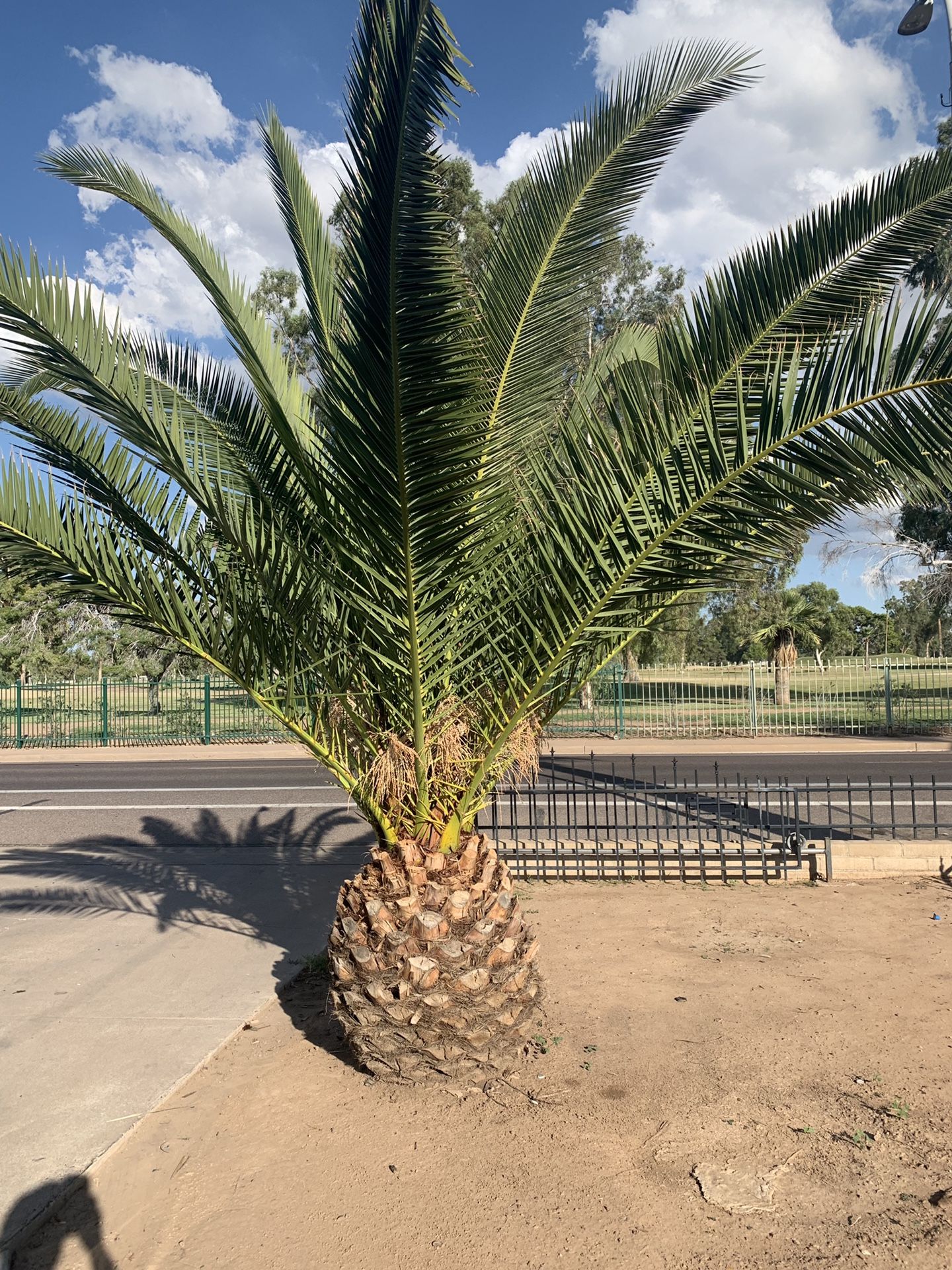 Pineapple palm tree