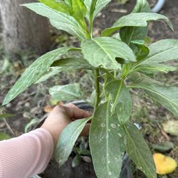 Planta Insulina/Insulin Plant