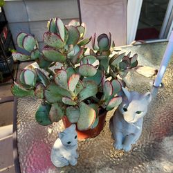 Large curly leaf succulent
