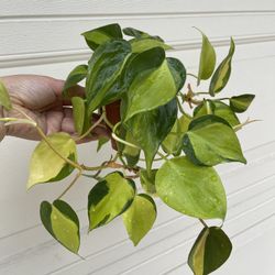 Beautiful Philodendron Brazil Plant 