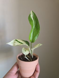 Plant