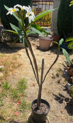Plumeria Plant