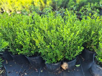 BOXWOOD 3GALLONS