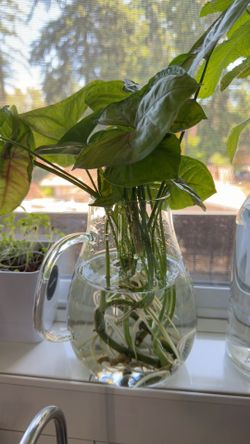 Arrowhead rooted cuttings