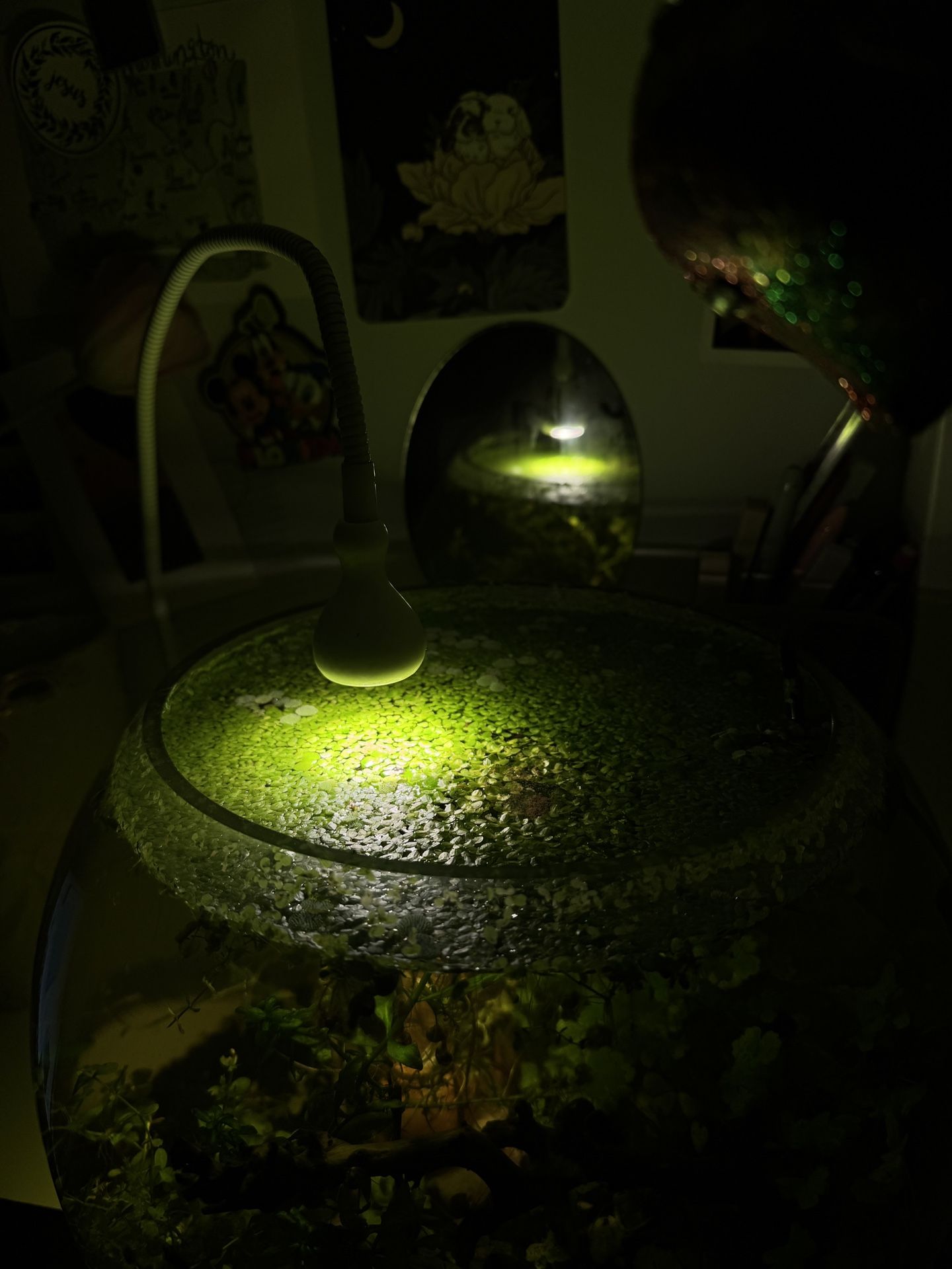 Duckweeks - Floater Plant