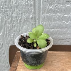 Kalanchoe Baby (Succulent Starter)