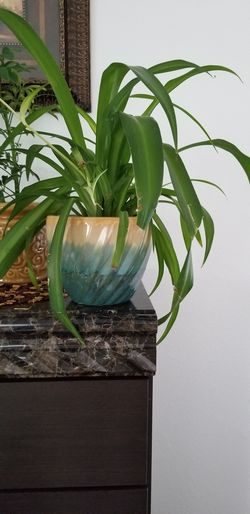 Spider Plant Care (Chlorophytum Comosum