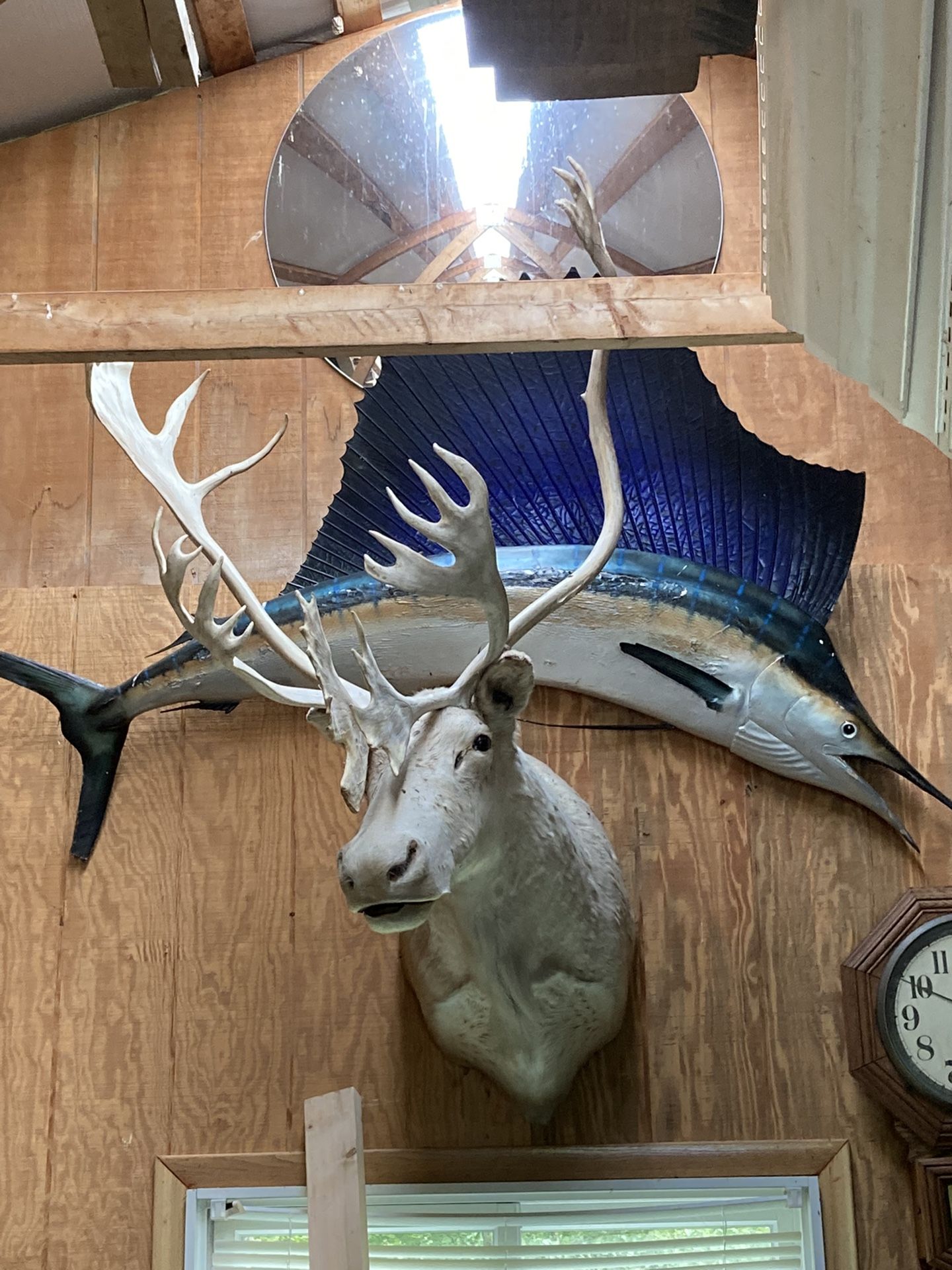 Mounted Blue Marlin