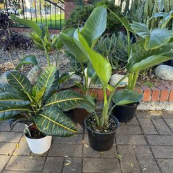 Birds Of Paradise Plant & Other Indoor Plants