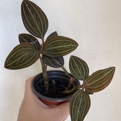 Beautiful Orchid Plant 