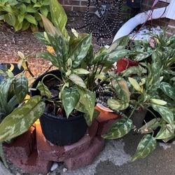 Plants And Plant Stands 