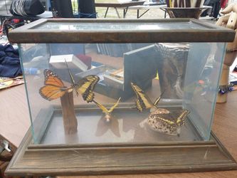 Butterfly display