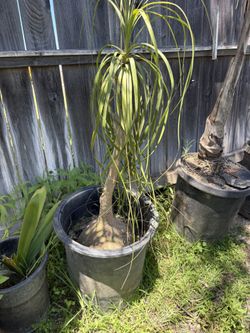 Elephant Pony Tall Palm