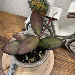 Hoya Rosita 