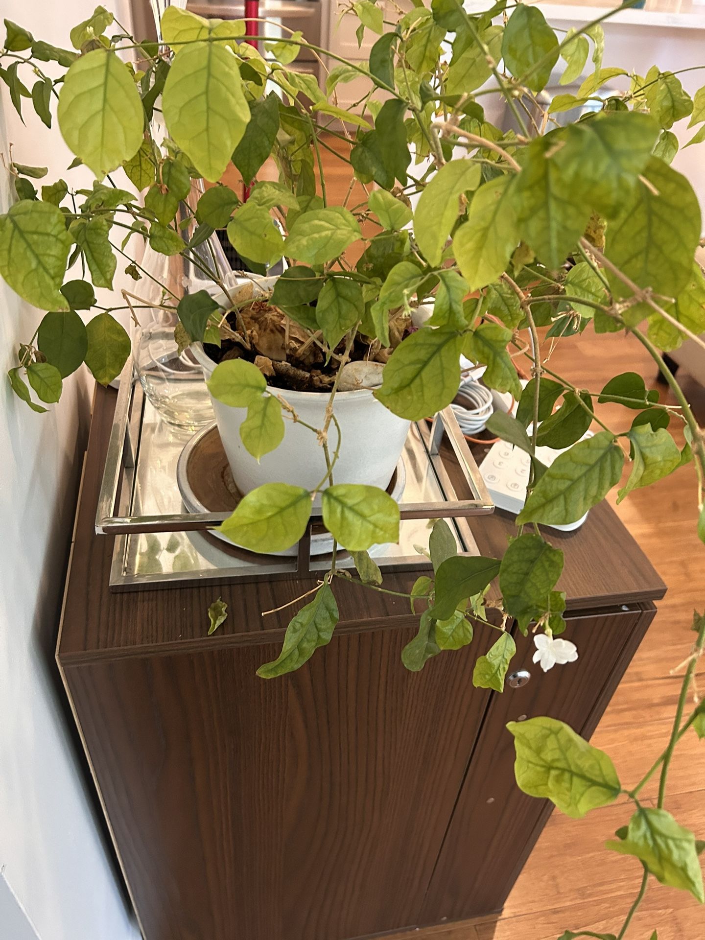 Jasmine Plant - $20