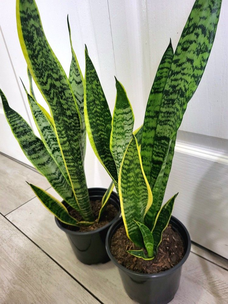 🌿Healthy Live Air Purifying Houseplant Mother In Law Tongue Or Snake Plant 21"Tall In Pot 6" ~ $15/Ea