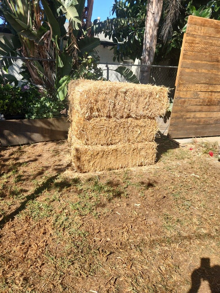 Hay 