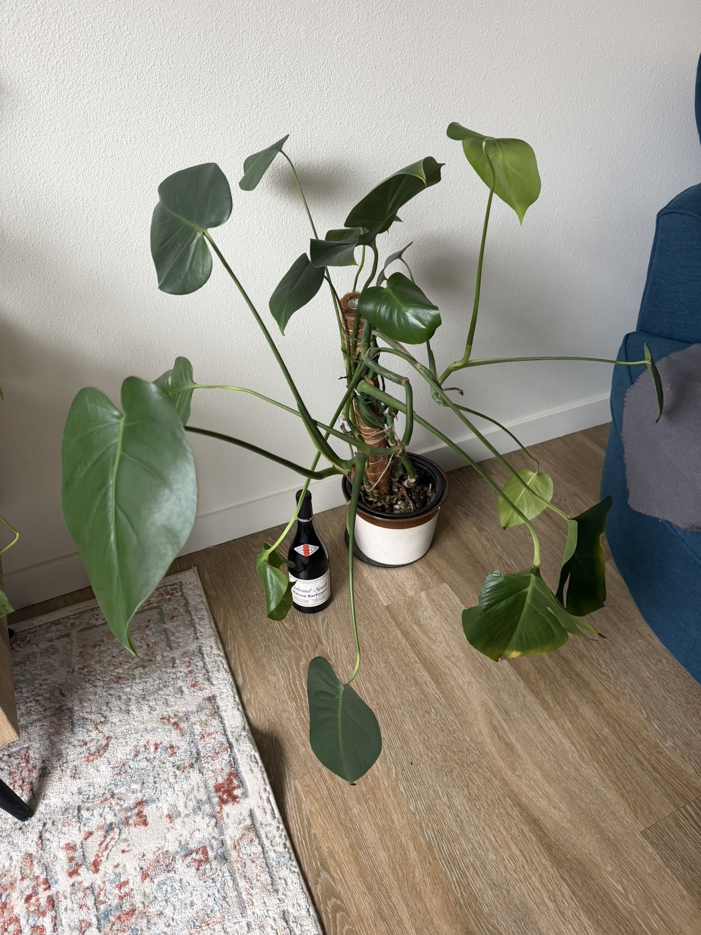 Real Plant ~ 4 Feet With Ceramic Pot