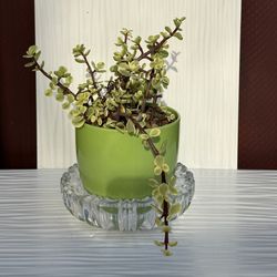 Bright Cheerful Green Ceramic Planter 4.75"H with Crystal Base/Saucer