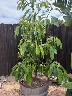 Avocado Tree in wooden barrel