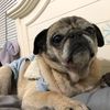 Pug’s Life88