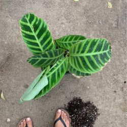 Plant
