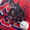I LOVE FRENCH BULLDOGS