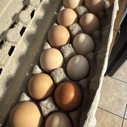 Farm Fresh Eggs!!! 