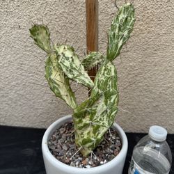 Variegated Prickly Pear Cactus Plant