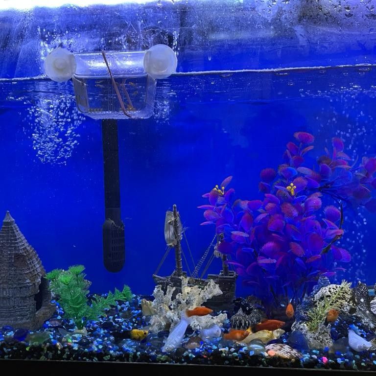 75 Gallon Acquarium With Fish, Water Pump, Air Pump, Fish Food and Other Accessories For Sale