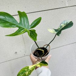 Florida Beauty Variegated Philodendron House Plant Fully Rooted