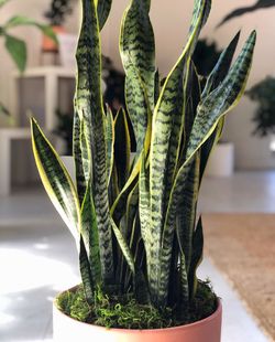 Snake Plant Cuttings 