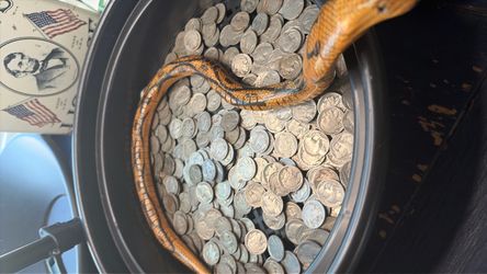 Buffalo nickels(Not free)
