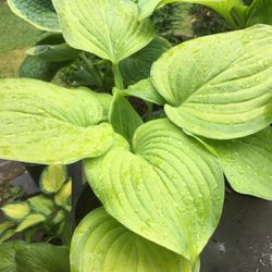 Big Hosta