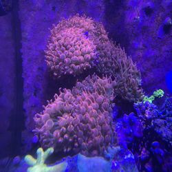 Bubble Tip Anemone