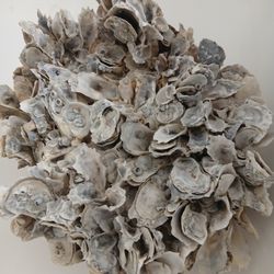 Beautiful Shells for Sell