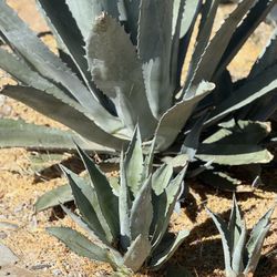 Agave Americana Century Plant With New Growth 