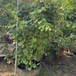 3 IN 1 Muscadine Grape plant( Red, Green, Black) 