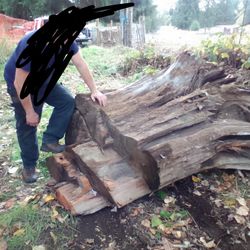 Huge Dry Cedar Trunk