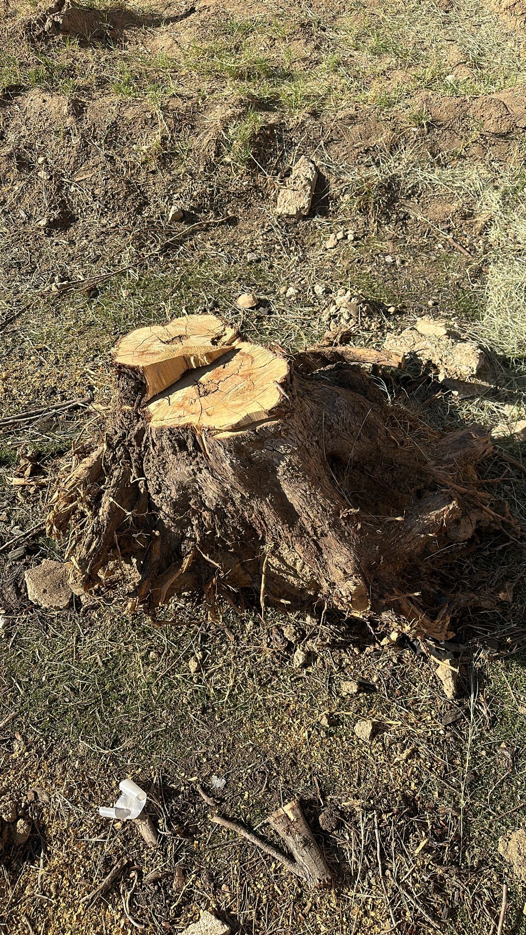 Tree Stub for free firewood